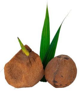 Insumos y materias primas de coco al por mayor para la industria alimenticia